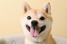 大好きな人に気づいて欲しくて先回りする柴犬「涙出るほどかわいい」実は「鼻セレブ犬」でした