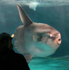 水族館の休館中にマンボウの体調悪化→まさかの対応で改善！？ スタッフも驚愕「魚も寂しいのか」「嘘だろ」