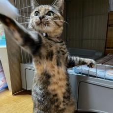 元保護猫がコックさんに！？「チャーハン一丁あがり！」手を伸ばし渡す姿のようだと話題に