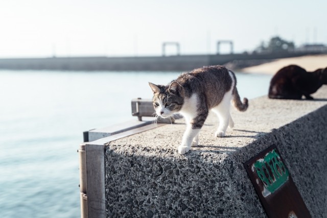 「お魚を食べようとした？」下顎に釣り針が刺さり取れない…愛猫が病院へ「痛かったろうに」なぜ？