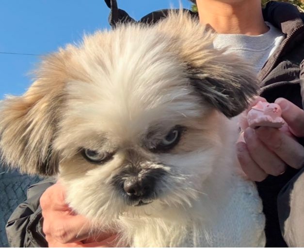 「新年早々この顔」初詣でにらみをきかせる犬さん「歌舞伎みたい」「今年も沢山にらんでね」