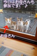 4匹並んで「こんにちは」家の中をのぞく親子猫→初めての保護に反響「親子一緒で嬉しい」「この家の人なら助けてくれる」