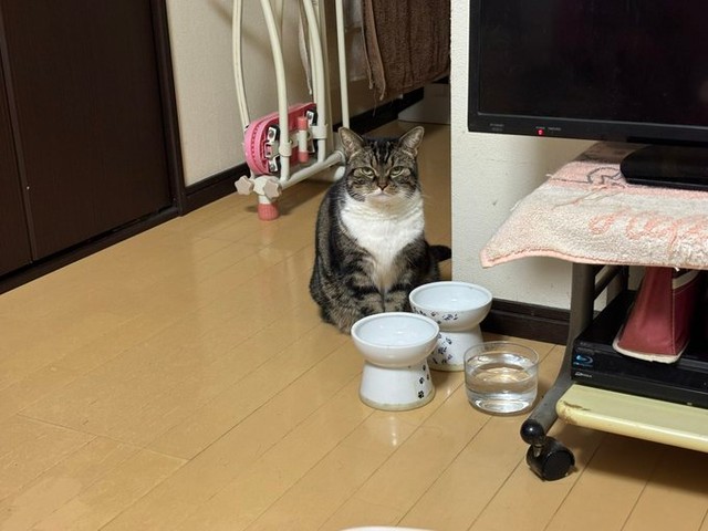 朝ご飯を待つ猫さんに、飼い主「ごめんなさい」なぜ？　「目がおこですね」「腹時計は正確」