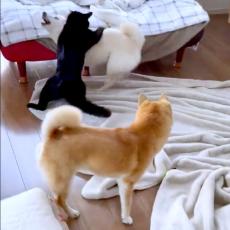 白犬と黒猫のけんかが勃発！→スッと仲裁に入るお兄ちゃんの柴犬に「すごいテクニック」「頼もしい！」と称賛の声続出