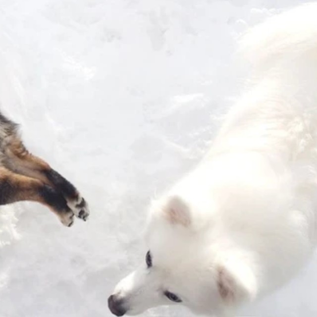 雪山に犬が刺さってる！？衝撃的な柴犬の姿…気になる状況を飼い主に聞いた