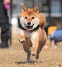 「こんなに楽しそうな顔して走ってたんだね」プロが撮影した柴犬の表情に「良いお顔」の声