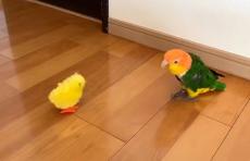 おもちゃのひよこから後ずさりで逃げるインコに爆笑「あれ、いつの間に背後に！？」この後どうなった？