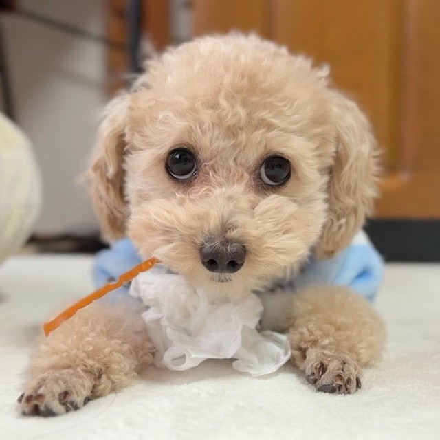 「驚き方が可愛すぎる」犬さん、まるでぬいぐるみ！「両手が上がってピーン！おめめくるくる〜」