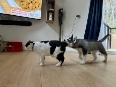 猫のしっぽを「かぷっ」とする子犬！　「どういう状況？」この後、猫はどうした？