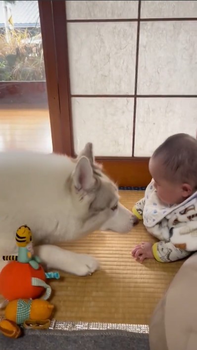 生後6ヶ月の赤ちゃんと犬の触れ合いが「優しさに溢れてる！」癒し動画に感謝の声ぞくぞく