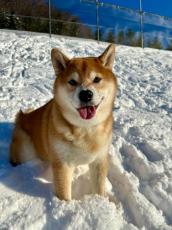 雪まみれの柴犬さん、砂糖マシマシ「揚げパン」に！「めっちゃおいしそう」