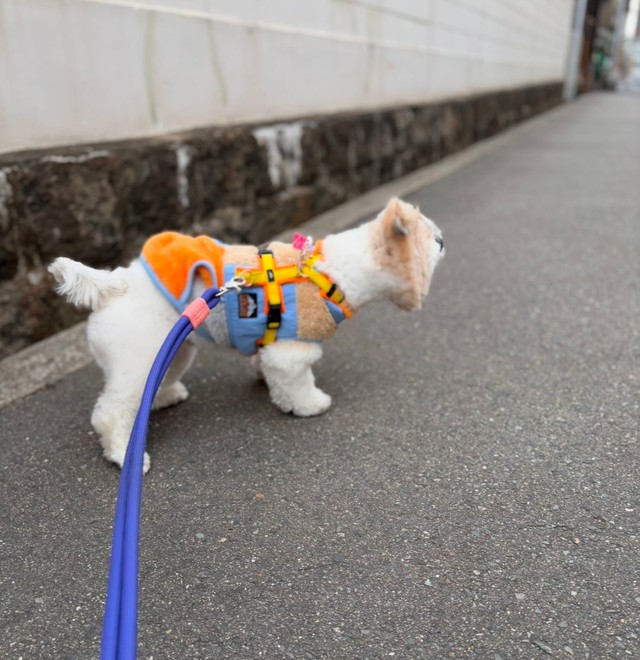 横に並べると見分けつかず…エリンギにそっくりなワンちゃん「お顔はどうなってるんだ」「犬…ですよね？」