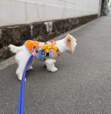 横に並べると見分けつかず…エリンギにそっくりなワンちゃん「お顔はどうなってるんだ」「犬…ですよね？」