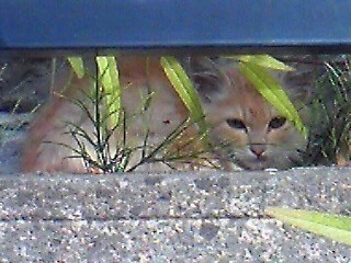 「余命はあと1、2カ月かな…」ガリガリに痩せて衰弱した高齢猫　往診を始めると、みるみる回復　元気を取り戻したワケとは？