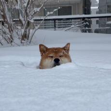 「雪風呂」でまったり！？雪が大好きな柴犬の衝撃的な姿「全力で雪を満喫」