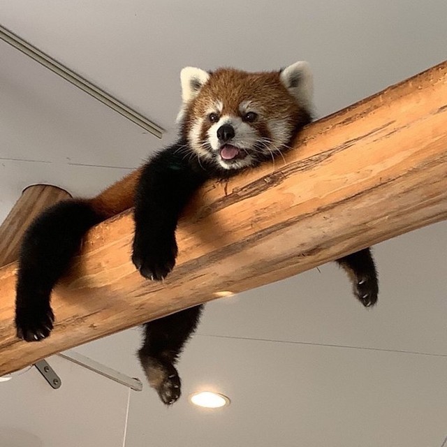 実はパンダより希少で絶滅危惧