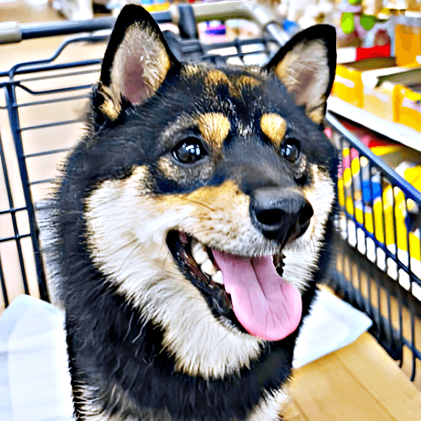 しば犬です。私の汗と涙が染み付いています。 楽天市場】わたしびより 犬 型抜きふせん ビションフリーゼ 柴犬 犬柄