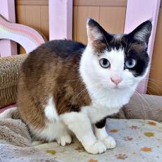 ゴミ捨て場で目が合うと必死に鳴きながら近づいてきた猫　5匹の先住猫に囲まれた温かい生活で気品あふれるレディに成長