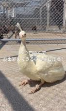 1羽だけ真っ白！数年ぶりに誕生した「白孔雀」のひな 別室で大切に育っ