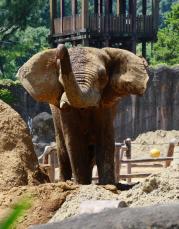 アフリカゾウの牙を抜く処置、国内で初めて成功　多摩動物公園