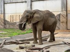 アフリカゾウの人工授精を実施　第一人者に協力依頼　盛岡市動物公園
