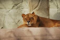 人気ライオンのネネ、21歳で死ぬ　15日まで献花台　福岡市動物園