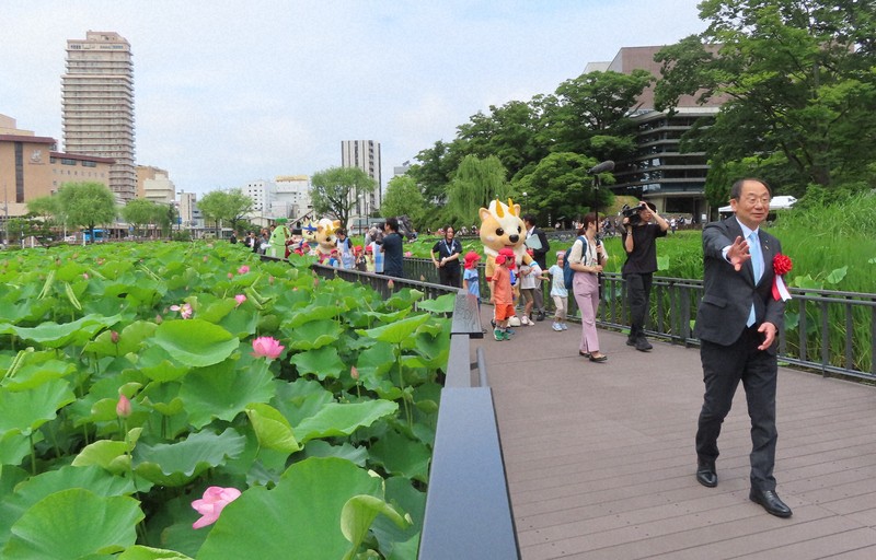 秋田・千秋公園のお堀に遊歩道が完成　身近にハスの花鑑賞が可能に