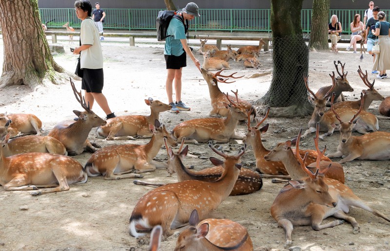 奈良公園のシカ、3年連続増加　「せんべい目当てか」　愛護会調査