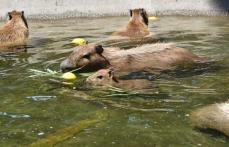 カピバラたちが池でプカプカ　福岡・海の中道海浜公園で暑気払い