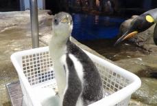 ペンギンの赤ちゃんすくすく　8月4日まで公開　山口・海響館