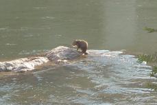 カピバラ？川で悠々と泳いでいる動物は…　兵庫・宝塚で目撃情報