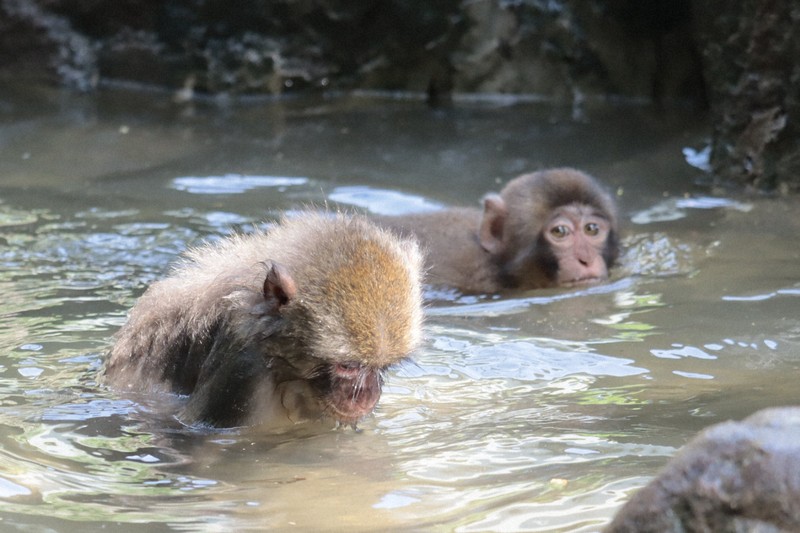 子ザルたち、水遊びで暑さしのぐ　大分・高崎山にサル専用プール