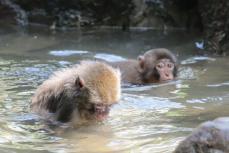 子ザルたち、水遊びで暑さしのぐ　大分・高崎山にサル専用プール