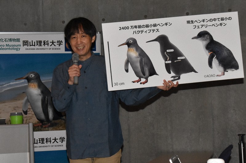 2400万年前の化石ペンギンは新種　NZで発見、最小級で最古