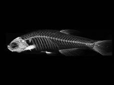 哺乳類の首の骨は7個…では魚は何個？　埼玉大などが解明
