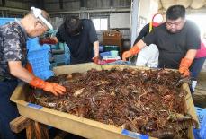 千葉でイセエビ漁解禁　初水揚量は昨年の10倍近い4.2トン