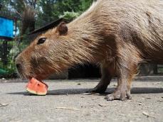 カピバラのスイカ早食い競争　“埼玉代表”ヘチマが余裕の3連覇