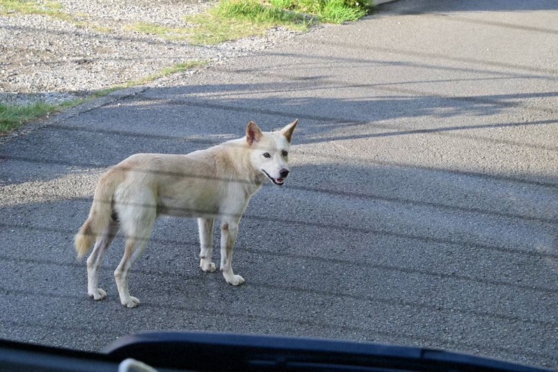 「日本のアマルフィ」に40匹の野犬、糞尿被害…和歌山が本格対策へ