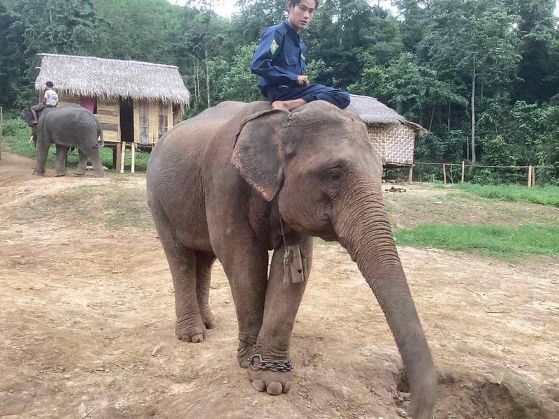 福岡市動物園のアジアゾウ、1頭死ぬ　来日して1カ月、病気か