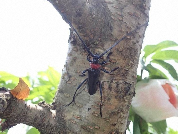 「クビアカ」侵入阻止せよ　桃の天敵、虫とり少年にも協力依頼　福島