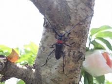 「クビアカ」侵入阻止せよ　桃の天敵、虫とり少年にも協力依頼　福島