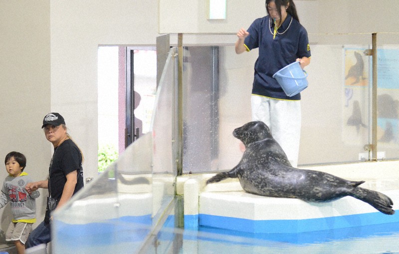 前脚ひらひら、ごあいさつ　アザラシの「レイワ」デビュー　北海道