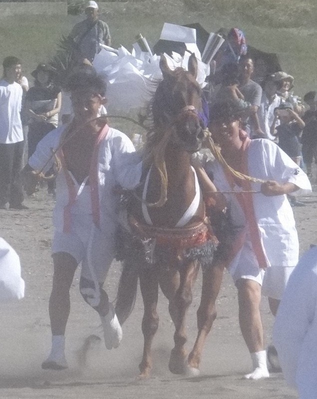 神馬と若者一体、迫力の疾走　大漁祈願「馬だし祭り」　千葉・富津