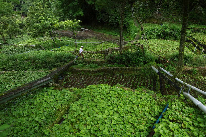 気候変動で変わるわさび栽培　静岡・伊豆