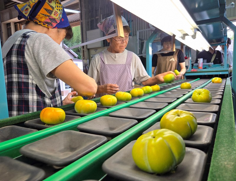 「食べられる天然記念物」出荷始まる　生産者減で新たな取り組みも