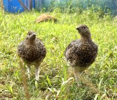 那須どうぶつ王国で繁殖のライチョウ、野生復帰　長野・駒ケ岳で放鳥