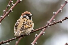 スズメが絶滅危惧種に?　里山の鳥、チョウが急速に減少