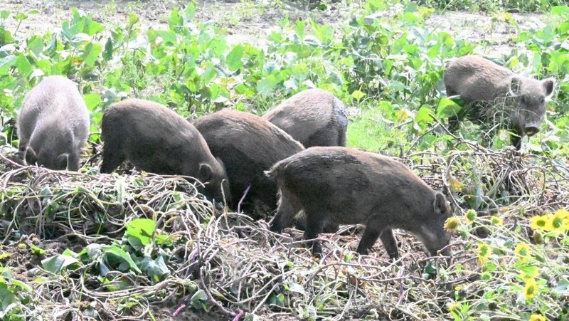 能登の被災地でイノシシ被害深刻　「多い日は7～8頭で作物あさる」