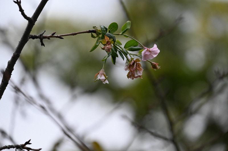 綾瀬はるかさん植樹の桜、季節外れの開花　福島・鶴ケ城