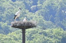 コウノトリ野外生息数、全国470羽に　繁殖地は14府県に拡大